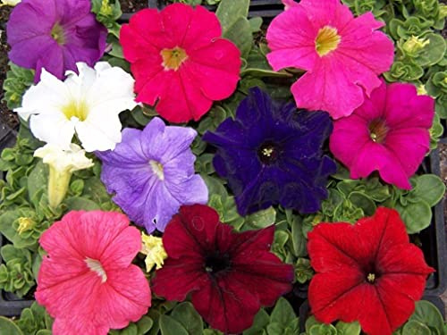 CEMEHA SEEDS - Seeds Petunia Unicum F1 Mix Indoor Annual Flowers for Planting