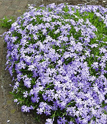 BALDUR Garten 25x Blauer Teppich-Phlox, Pflanzen im 9x9 cm-Topf, Polsterphlox, winterharte Staude, Bodendecker, trockenresistent, mehrjährig, pflegeleicht, blühend, Phlox subulata