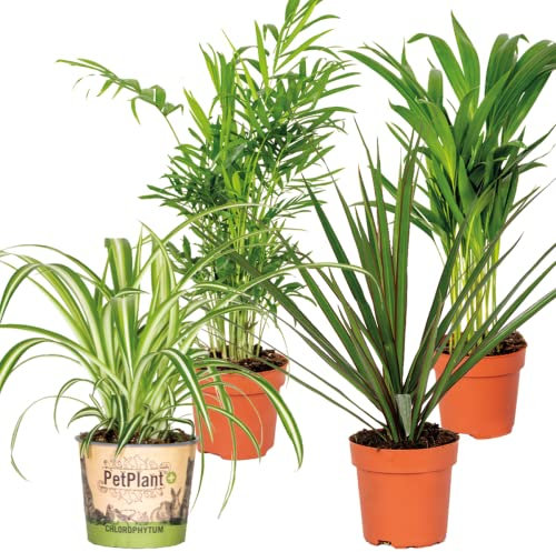 Bloomique - Mix di 4 - Piante Purificanti - Dracaena, Dypsis, Chamaedorea, Chlorophytum - Piante da Interno - Altezza 20-40 cm - Vaso 12 cm