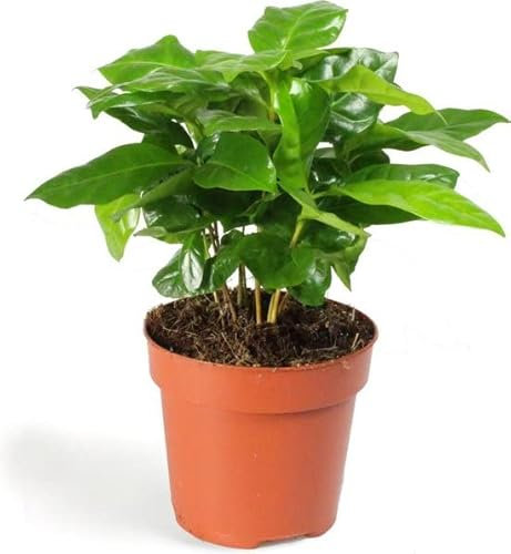 DECOALIVE Planta Purificadora del Aire del Café Planta Natural para Casa