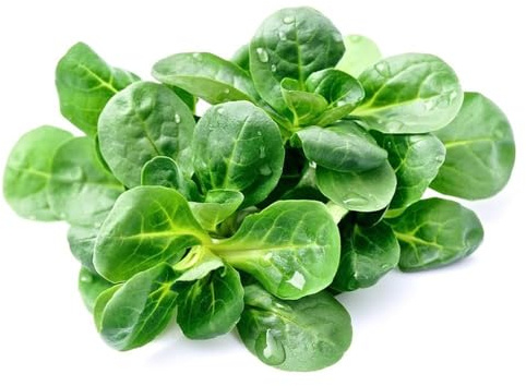 canónigos interior semillas para camas elevadas balcón resistentes silvestres 800pcs