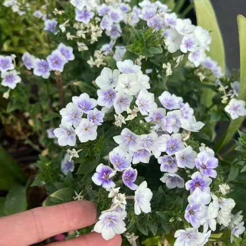 semillas Phlox de alfombra - flox subulata jardín interior balcón primavera jardín trepadora silvestres balcón invernaderos primavera hojas perennes decoraciones para 900pcs