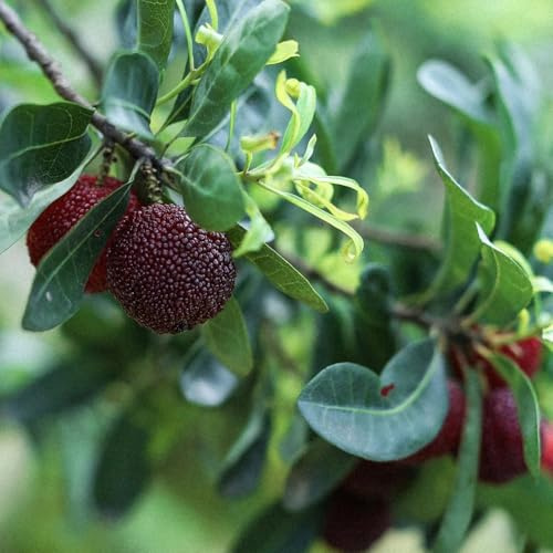 Semi di Myrica rubra comprare da frutto semi di esotico raro da frutto frutteto giardino roccioso colonnari nani, resistenti colonnare serre balcone 50pcs