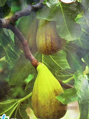 Feige Dalmatie - Ficus carica Dalmatie - 40-60cm