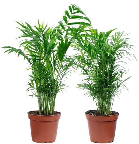 2er-Set Bergpalme - pflegeleichte Zimmerpflanze, Chamaedorea elegans - Höhe ca. 70 cm, Topf-Ø 17 cm