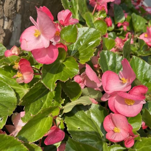 Begonien - bodendecker winterhart mehrjährig balkongewächshäuser hochbeete für garten gartendeko für draußen seltene kletterpflanzen outdoor bio alte sorten schnittblumen blumensamen 120samen