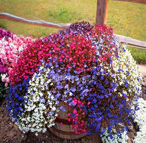 Trailing Lobelia Cascade Mix 7000 Seeds + Plant tag Lobelia Pendula Balcony Flower
