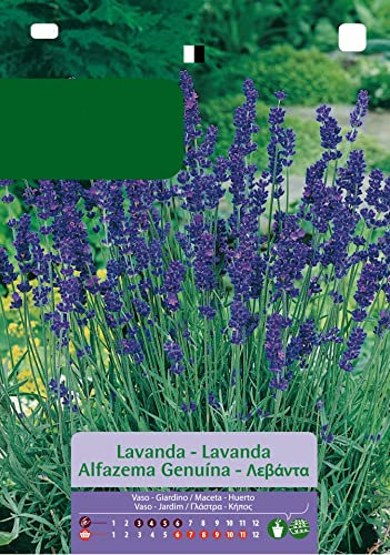 Lavanda Sobre de Semillas de Fácil Germinación de Lavandula
