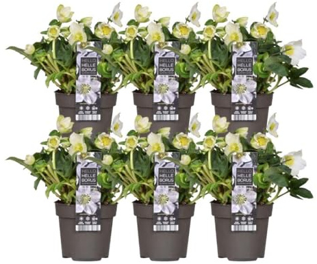 Plants by Frank | Set von 6 Christrosen Pflanzen | 6x Helleborus niger 'Christmas Carol' | 12 cm Ø | 20 cm | Winterharte Christrosen Pflanzen | Gartenpflanzen | Winterharte Pflanzen für Garten
