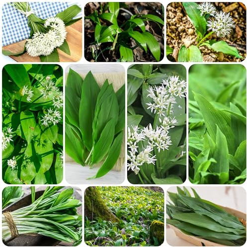 Comprar y semillas de ajo silvestre, tradicionales ajo silvestre orgánicas perennes cobertura del suelo, resistentes para 400pcs