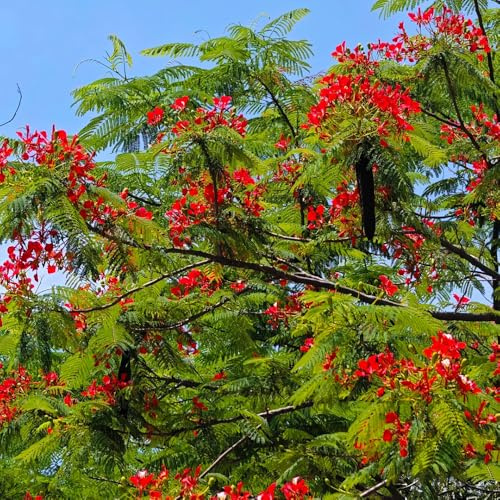 semi di albero fiamma, decorative da appartamento serra resistenti per aiuola rialzata per balcone comprare 5pcs
