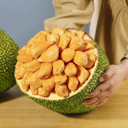 semi di jackfruit - jackfruit - balcone resistente, all'esterno sapote, resistenti 60pcs