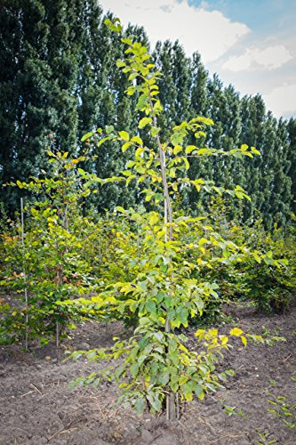 Carpinus betulus 100–125 cm – Winterhart, Mehrjährig, Pflegeleicht – Hainbuche – Heckenpflanze für Garten & Sichtschutz