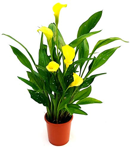 POWERS TO FLOWERS - CALLA GIALLA DA GIARDINO, VASO 14CM, CONSEGNATA AD INIZIO FIORITURA, Pianta vera