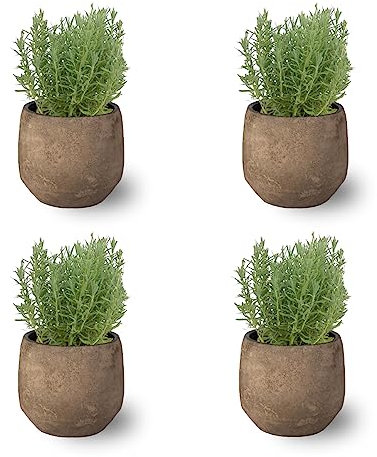 Pack de 4 Plantas Naturales Lavanda Dentata - Hierba Aromática Interior y Exterior Fácil de Cuidar - Huerto Urbano y Jardín - Altura 20 cm - Maceta 10 cm