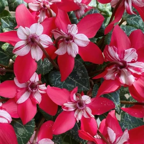 Alpenveilchen balkonpflanzen frühling gartenblumen mehrjährig winterhart balkon beet sommerblumen blumenwiesensaat indoor kräutergarten kräuterbeet exotische zimmerpflanzen blumensaat 150samen