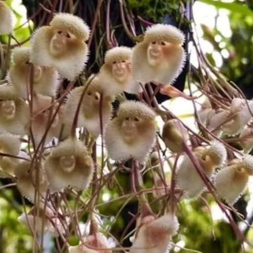 semi di orchidea scimmia, recisi, esotiche decorazioni giardino per esterni arredamento del soggiorno in vaso varietà antiche biologiche 60pcs