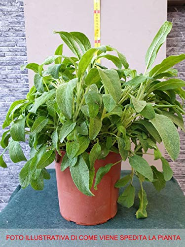 SALVIA OFFICINALIS IN VASO 18CM aromatiche orto giardino