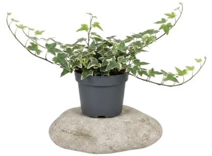 Hedera Helix Variegata Hiedra jaspeada en Maceta de 13 cm de Diámetro - DECOALIVE Planta de 25 cm de Altura