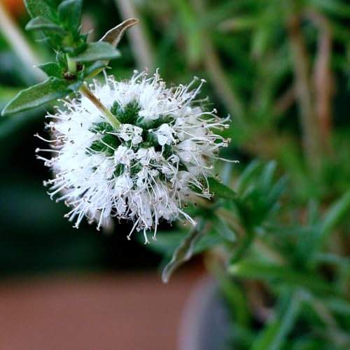 Carbeth Plants Mentha cervina Alba Pond Plant for Small Ponds 1 x 9cm Pot - White Water Spearmint Live Marginal Ponds Plant - Fragrant Ground Cover Perennial for Pond Margins & Stream Banks