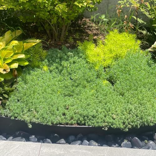 semillas de sedum, cobertura perenne resistente variedades antiguas jardín orgánicas 420pcs