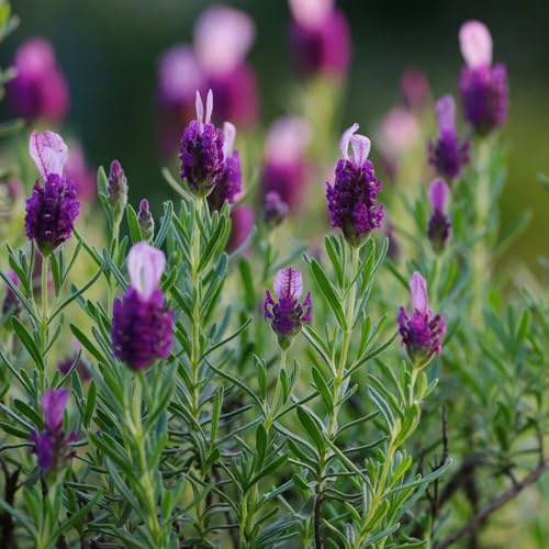 Semi di lavanda, resistenti all'inverno, biologici da balcone da selvatici, aiuola rialzata, decorazione 150pcs