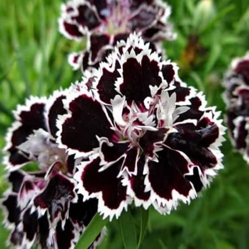 Carnation Black - Dianthus Chinensis Heddewigii 100 Seeds + Freebie + Plant tag