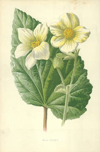 MSTECO Ölgemälde Leinwandbilder Bild Kunst Leinwand Malerei Weiße Begonie von frederick edward hulme für Wanddekoration 60x90cm