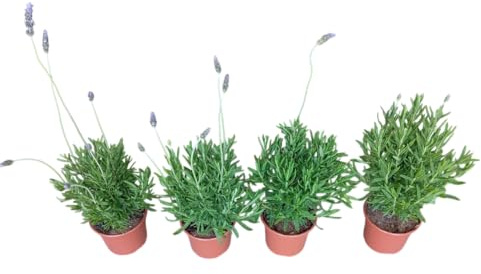 Cuatro Plantas de Lavanda Natural Perfume y Verde para tu Espacio