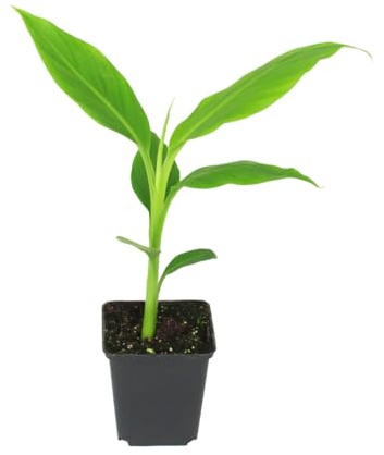 Musa Basjoo exotique : votre bananier résistant à l'hiver et facile d'entretien pour le jardin, le balcon et la maison (1 Musa Basjoo de 25 à 30 cm)