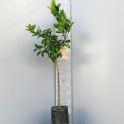 SAVINI VIVAI Pianta di Arancio Albero di Agrumi Arancio Vaniglia in Fitocella Altezza 100-120 cm di 1 Anno di innesto Made Italy