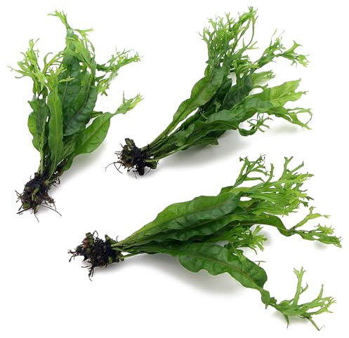 K2AQUA 3X Java Fern Windelov Microsorum Pteropus Windelov Live Aquarium Plants Rhizome Tropical Tank