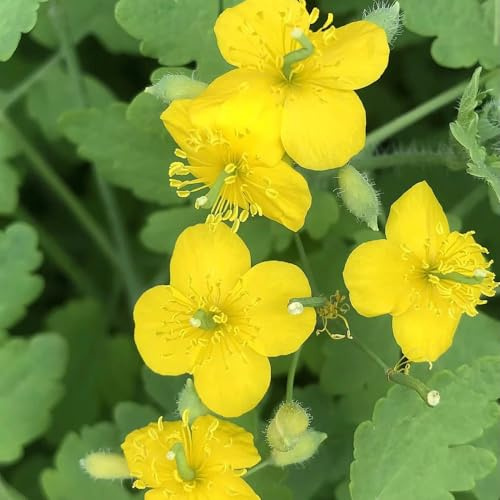 Schöllkraut blumensaat sommerblumen kräuterpflanzen kräutersamen küchenkräuter blumendeko kräutergarten küche balkongewächshäuser blumengarten frühlingsblumen blumenbeet balkon 1200samen