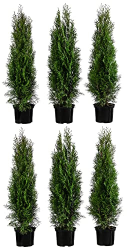 Dehner Thuja Smaragd, für 2 Meter Hecke, ca. 80-100 cm, 6 x 5 l Topf, Heckenpflanze