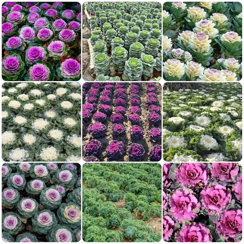grünkohlsamen alte sorten, gemüsesamen bio gewächshaus balkon zimmerpflanzen hochbeet gartendeko für draußen 550pcs