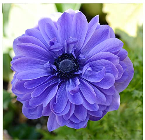 20 x Anemone Lord Lieutenant Blue Spring Flowering Bulbs Autumn Planting Garden Perennial Flower Corms Size 4/5