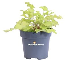 Pianta di Heuchera pianta ornamentale da esterno varietà mix pianta vera di Heuchera in vaso venduta da eGarden.store (Heuchera Limeberry)