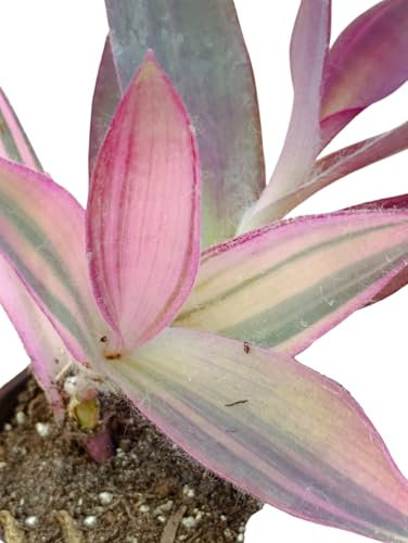 Tradescantia pallida Pink Stripe Erba Miseria pianta da esterno o interno vaso Ø 9 cm