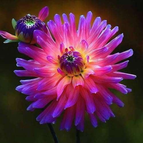 Winterhart pflanzen, Exotisch, Mysteriöse magische Glühbirne, Mehrjährige Blumenzwiebel ist winterhart, Lebende Pflanzen, Seltene, Blumenzwiebel Mix-2 Dahlien knollen