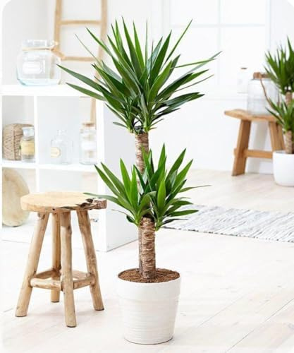 Yucca Elephantipes, Planta de Interior y Exterior, Palmera Decorativa con Hojas Verdes y Tronco Robusto