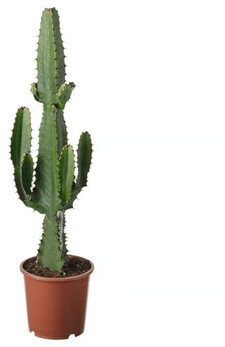 Cactus Natural Euphorbia Acrurensis, Planta Suculenta Verde Planta de interior Moderna