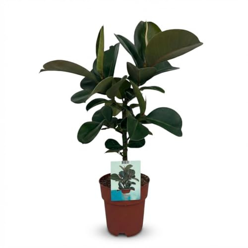 Ficus elastica Cloe Gummibaum 65cm 19cm Zimmerpflanze pflegeleicht große glänzende Blätter für Wohnzimmer Büro Schlafzimmer tropische Grünpflanze