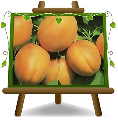 EURO PLANTS VIVAI Albicocchi Luizet su Vaso da 24/26 cm. - Altezza 180/200 cm - Età 4 Anni