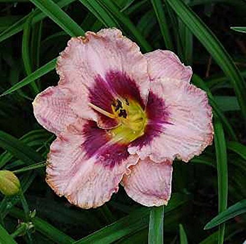 Taglilie Daring Deception - Hemerocallis cultorum - lebende Gartenpflanze aus den Baumschulen