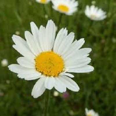 Nouveau frais 100pcs graines de fleurs de marguerite