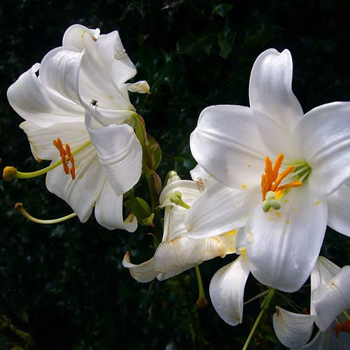 - Lilium Candidum Seeds