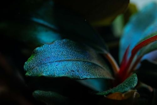AquaOne Akvarium Växt Bucephalandra sordidula 'Blue red' I vattenväxt akvarieväxt rotstock/rhizom full rotad lätt att rengöra Aquascaping dekoration