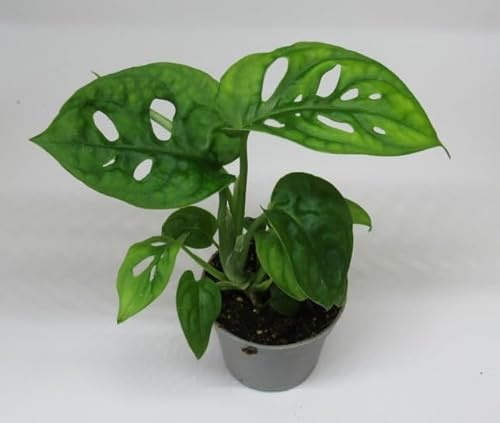 florari Monstera adansonii/geschlitztes Fensterblatt
