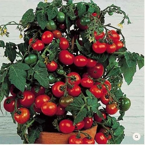 Graines Tomate Cerise Minibel – Tomate Naine pour Balcon & Pot | Variété compacte très productive et sucrée | 25 Graines