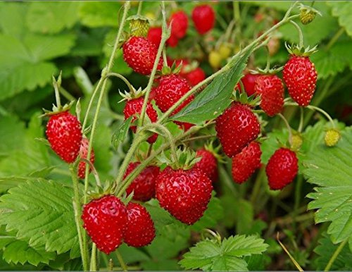 Alpine Strawberry Baron Solemakher Seeds Everbearing Rare Wild Fruits for Planting 100 Seeds